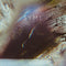 You Knew It Was Me on Syml bändin vinyyli LP-levy.