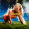 Midnight Sun on Zara Larsson artistin vinyyli LP-levy.