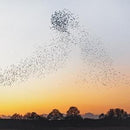 Dawn Chorus on Erland Cooper artistin vinyyli LP-levy.