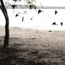 Tallest Man on Earth The - There's No Leaving Now (LP) LP