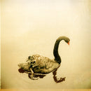 Crooked Fingers - Crooked Fingers LP