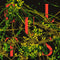 Cults - Host LP